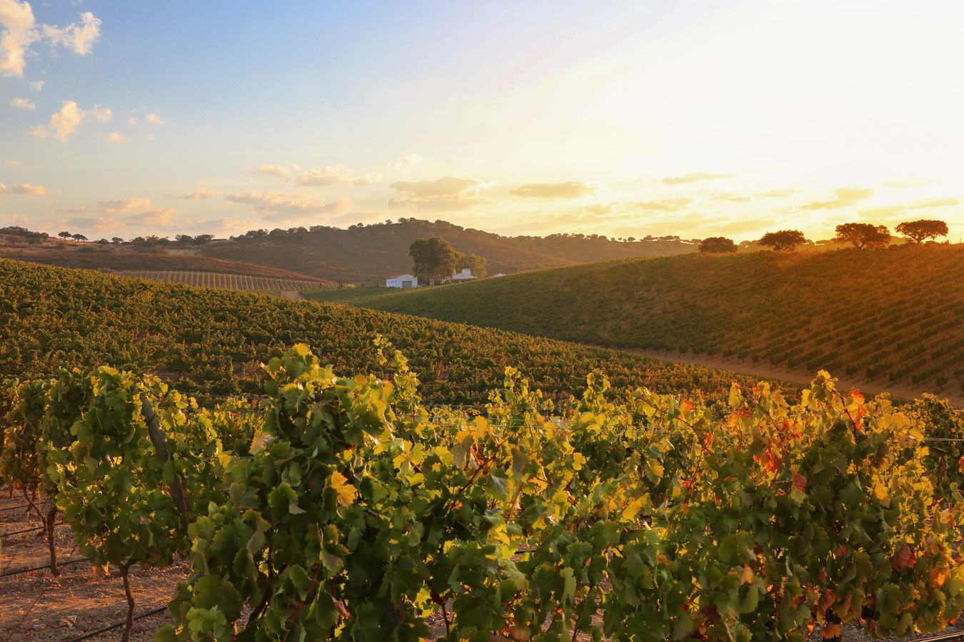 Vinhas do Alentejo ao pôr do sol